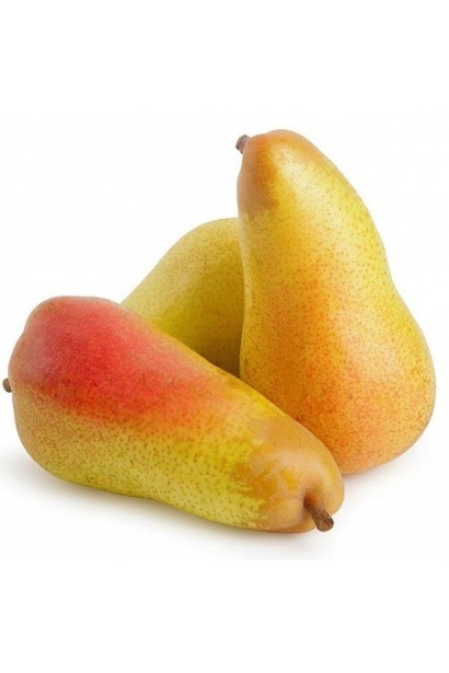 Свіжі плоди груші Abbé Fétel з характерною витонченою формою